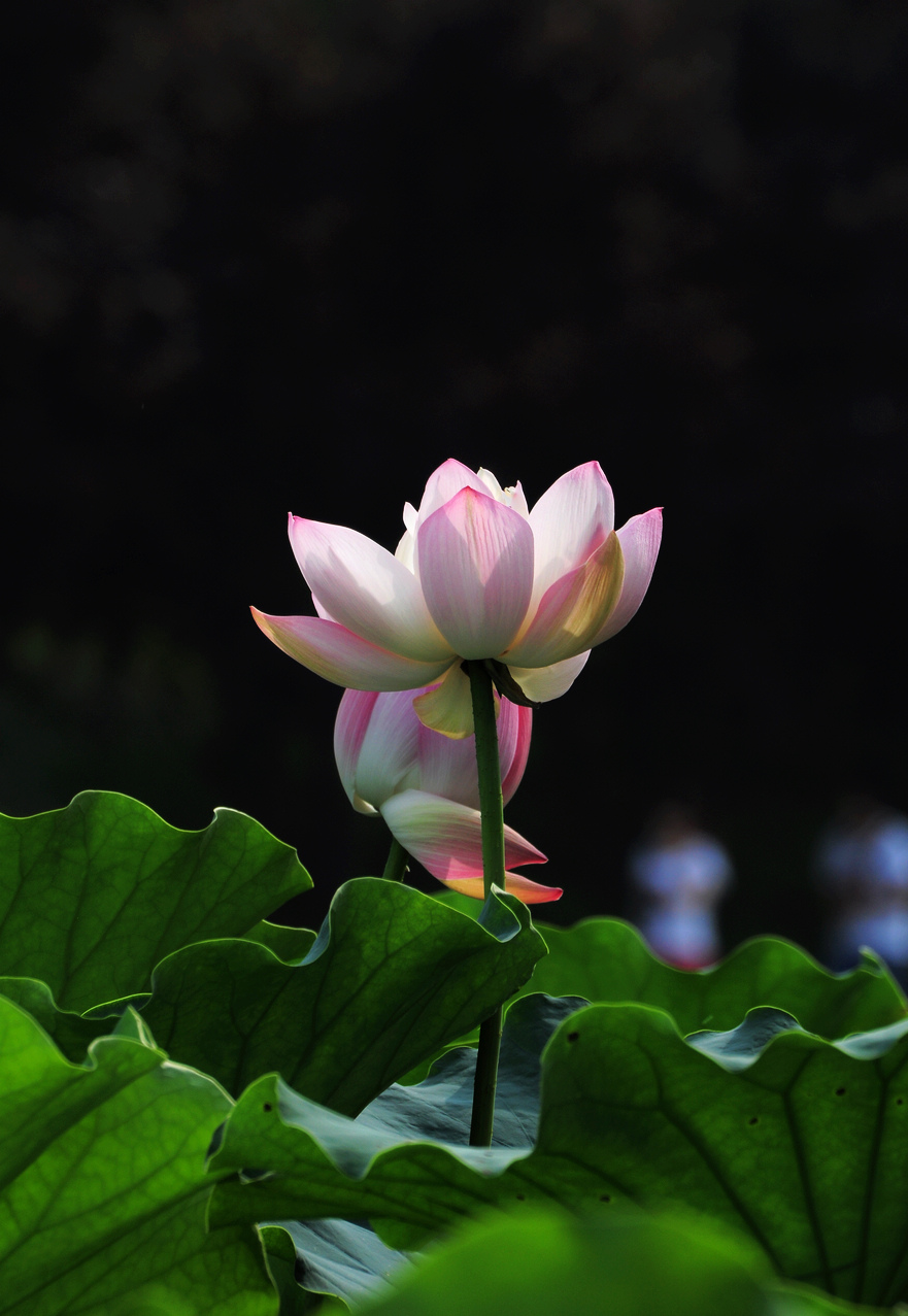 DSC_6187.JPG