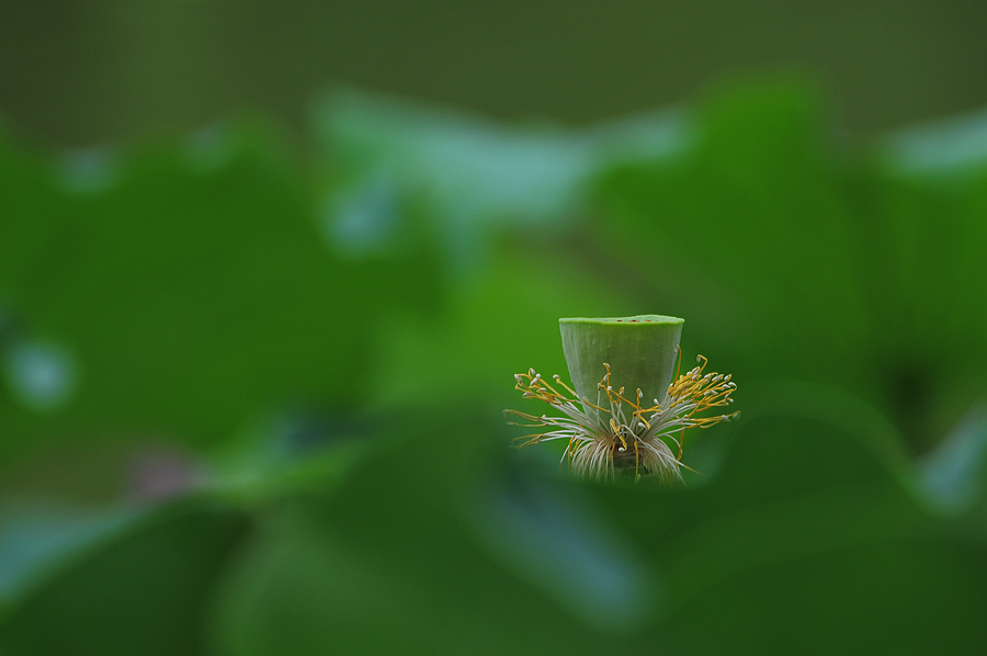 DSC_5975.JPG