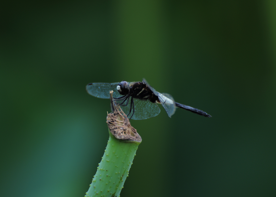 DSC_6049.JPG