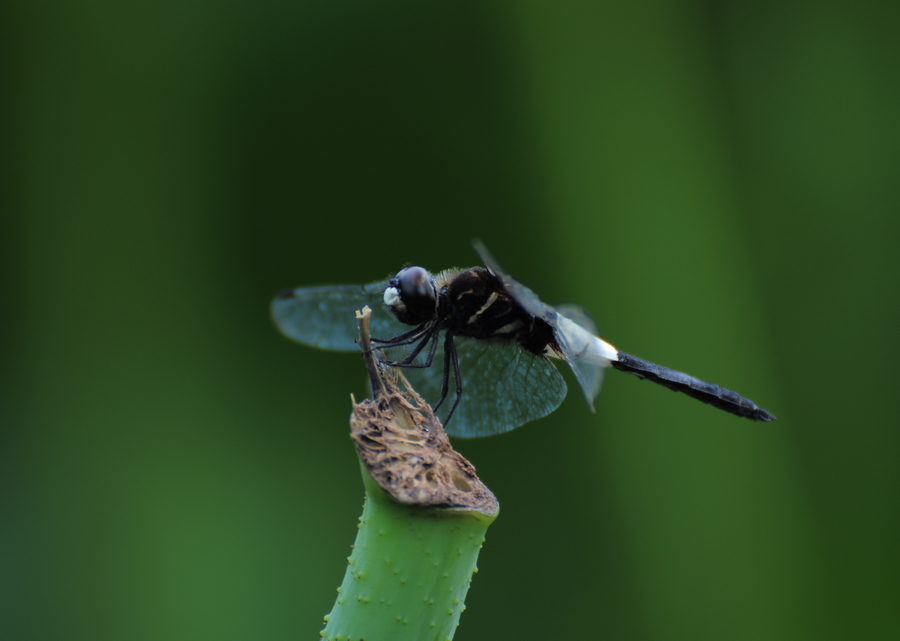 DSC_6051.JPG