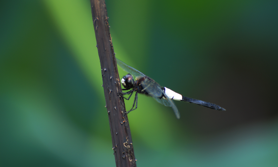DSC_6082.JPG