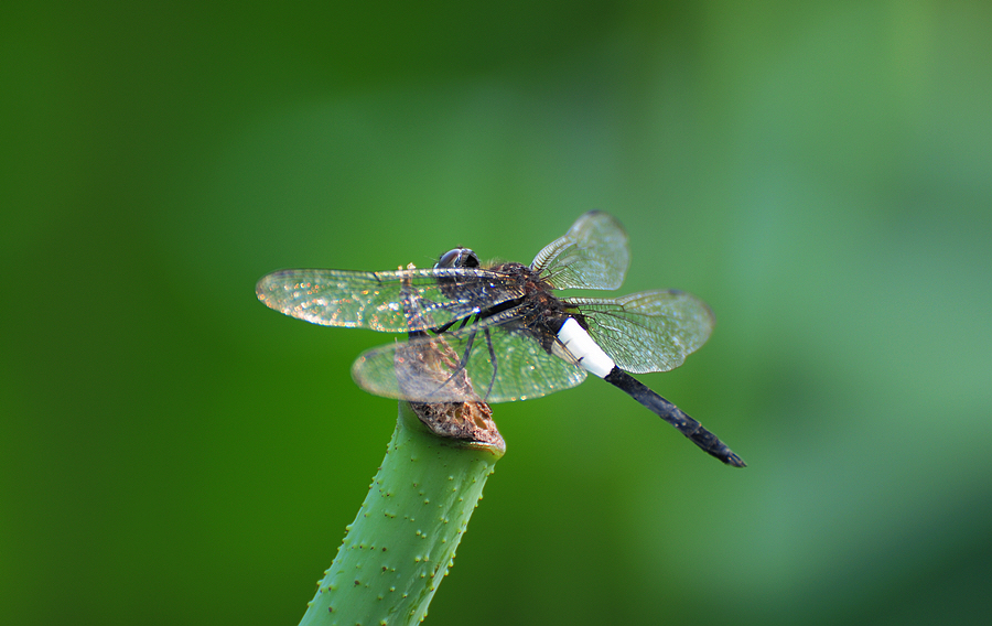 DSC_6117.JPG