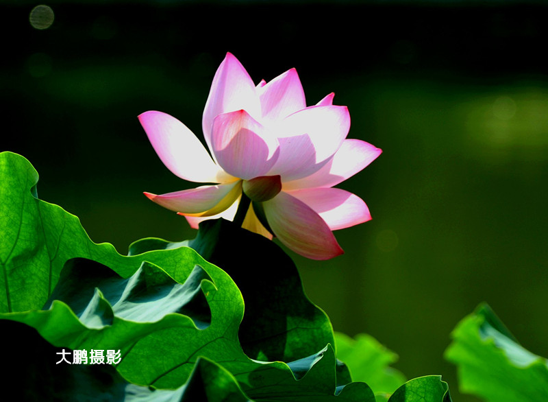 凌波仙子