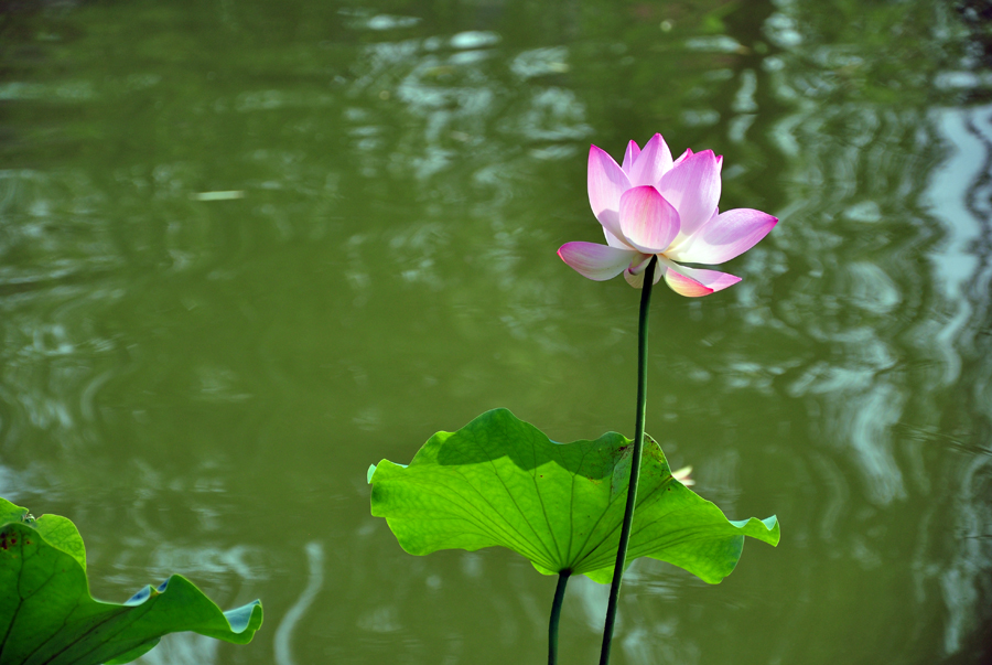 DSC_0297.JPG
