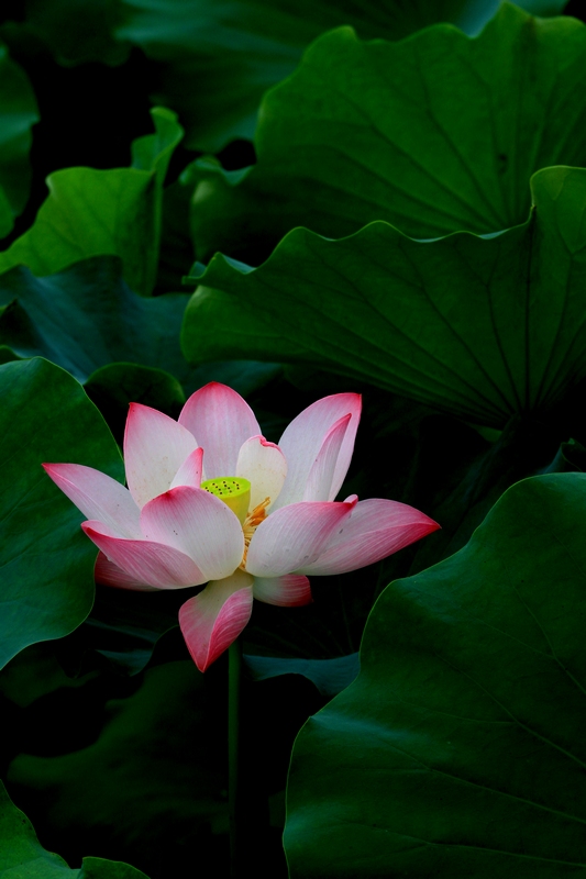 再拍荷花 020.jpg