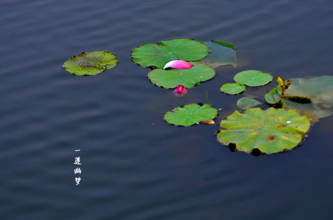 DSC_1670.jpg