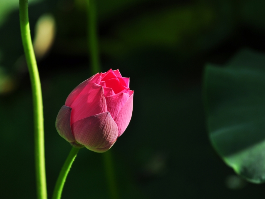 DSC_0696.JPG