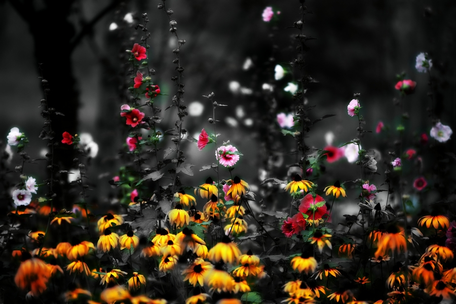 黑底百花、.jpg