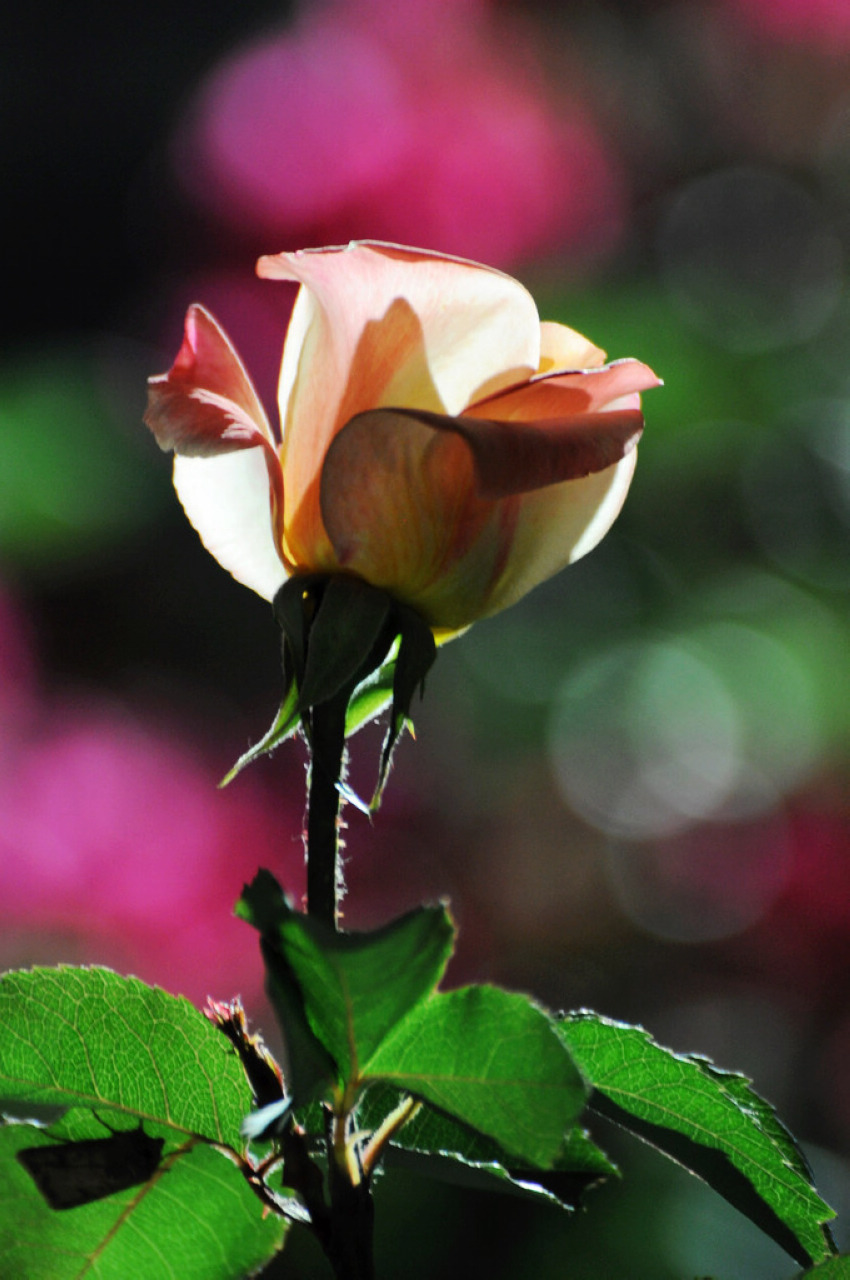 DSC_7217.JPG
