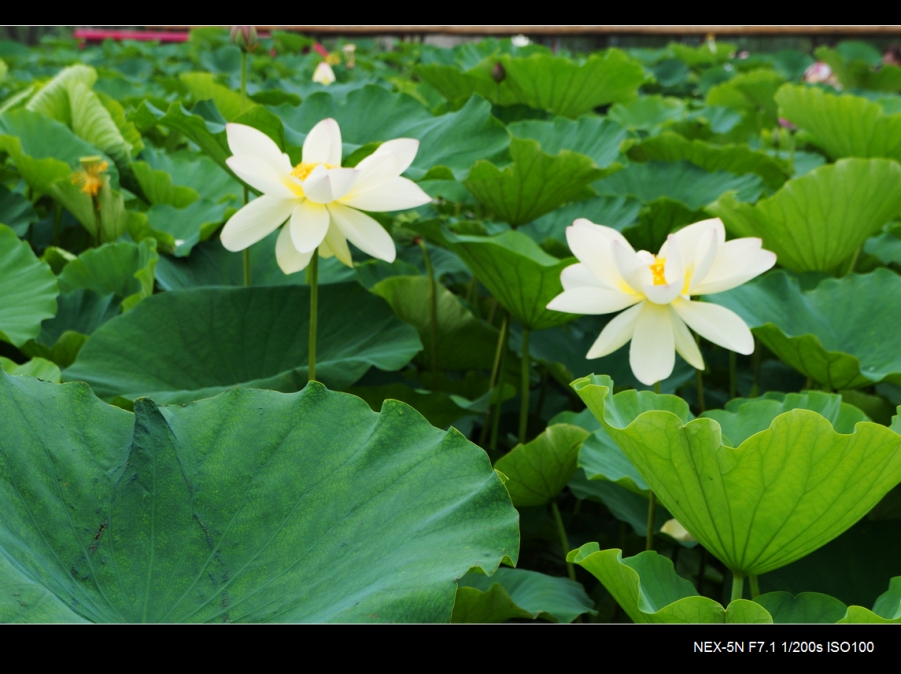 DSC05905.jpg