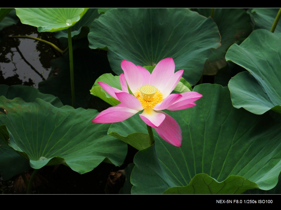 DSC05991.jpg