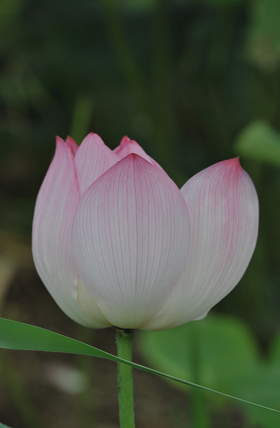 DSC_6580_副本.jpg