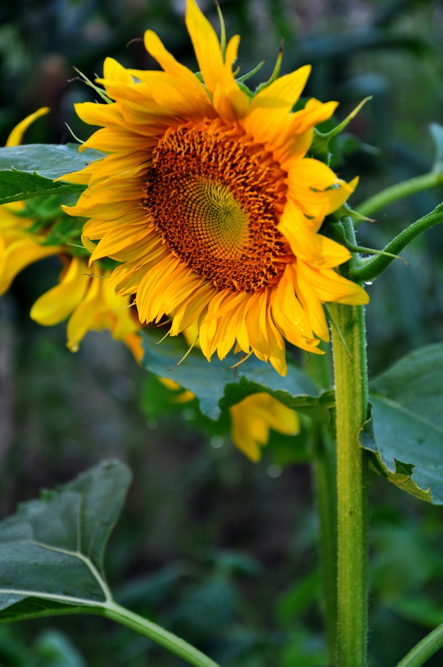 DSC_1478.JPG