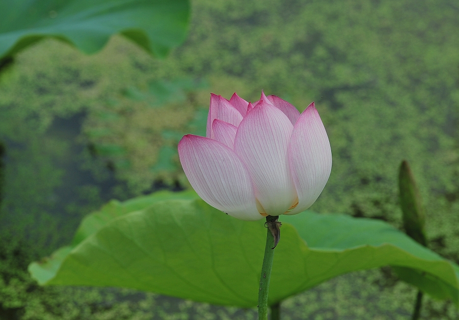 DSC_6600_副本.jpg
