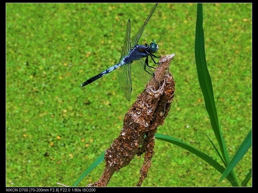 DSC_6471.jpg