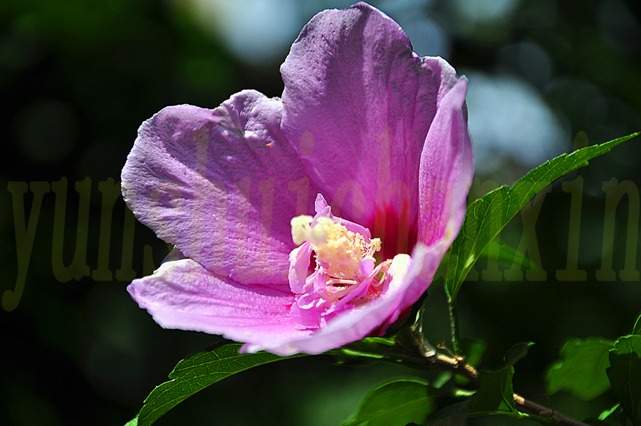 DSC_1769.JPG