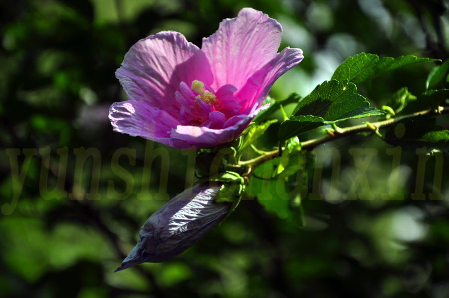 DSC_1774.JPG