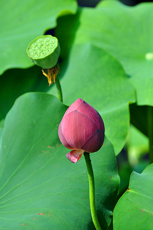 DSC_0243_副本.jpg