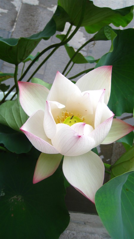 照片 084.jpg