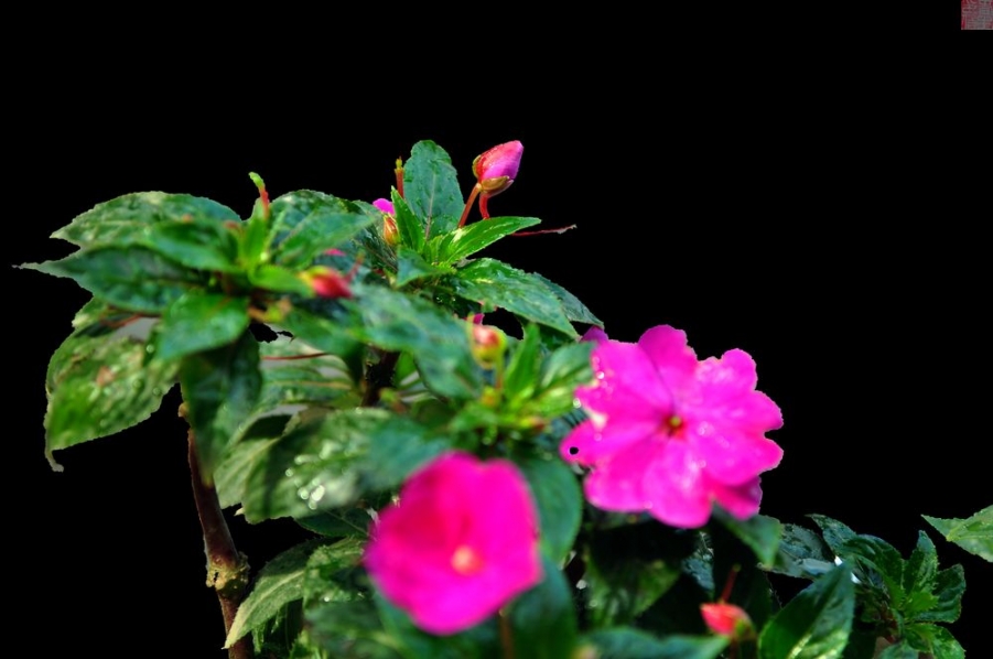 DSC_0019.jpg