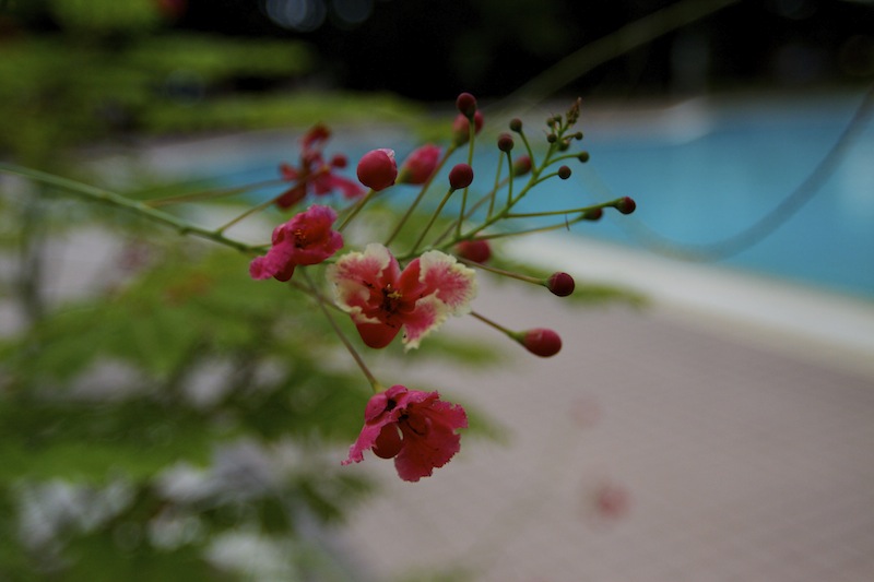 _MG_1700.jpg