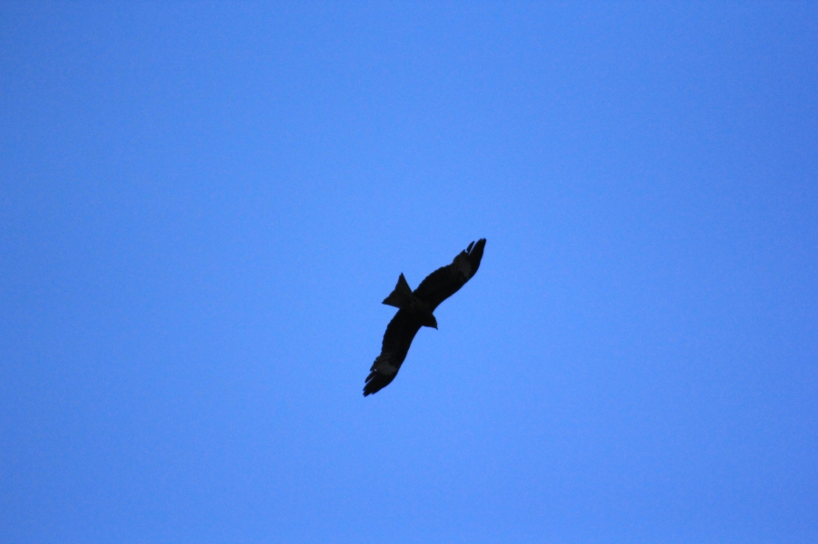 IMG_9873.JPG