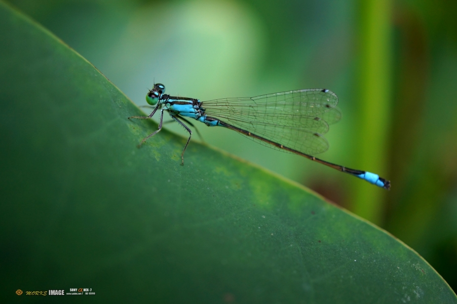 DSC01439a2.jpg