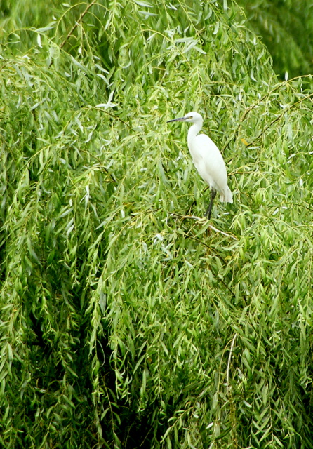 DSC06314.JPG