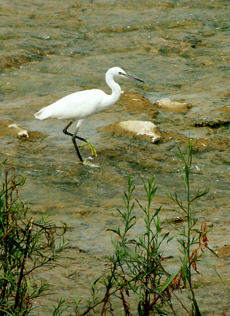 DSC06348.JPG