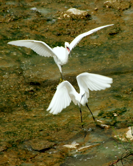DSC06385.JPG
