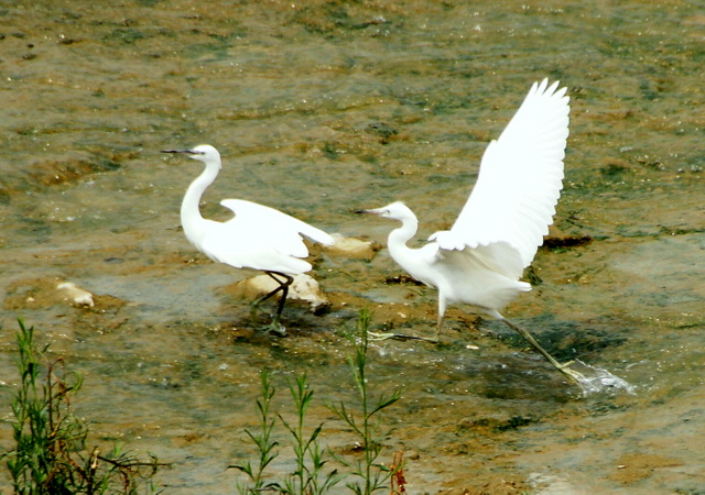 DSC06452.JPG