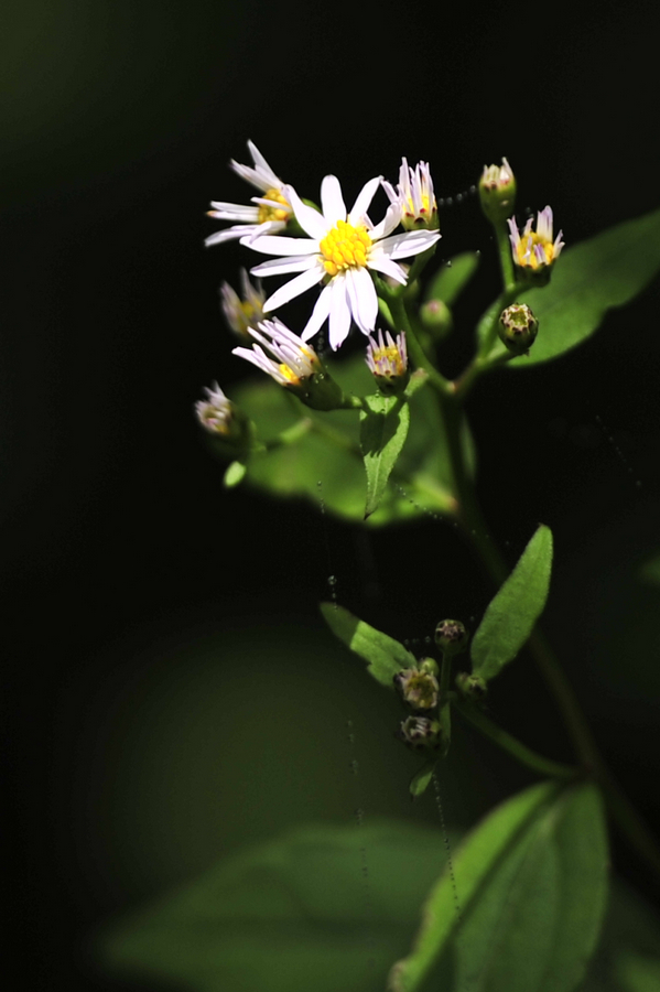 c_LB16065.jpg