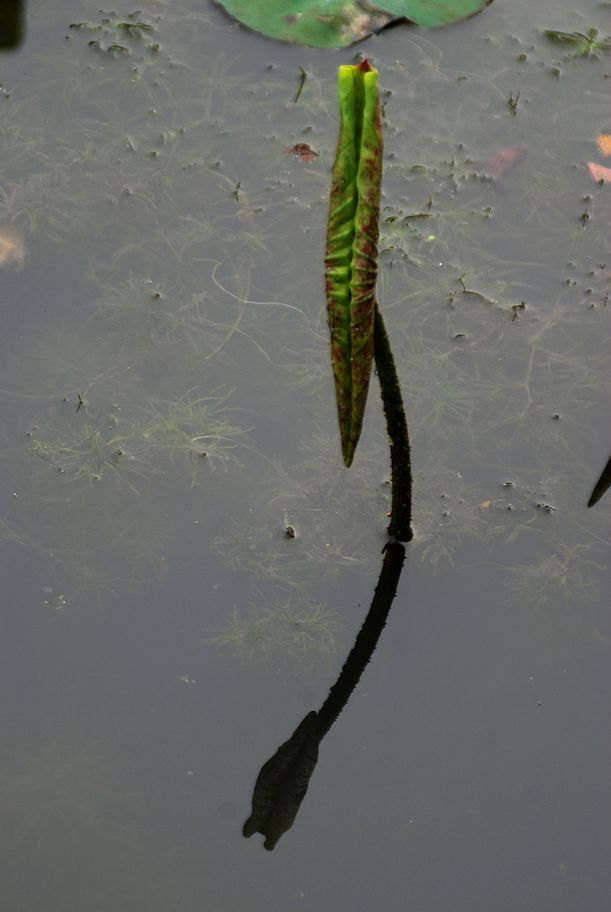 DSC_0018.JPG
