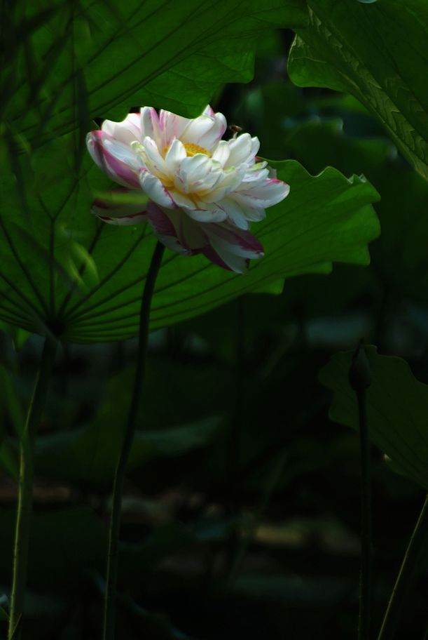 DSC_0379.JPG