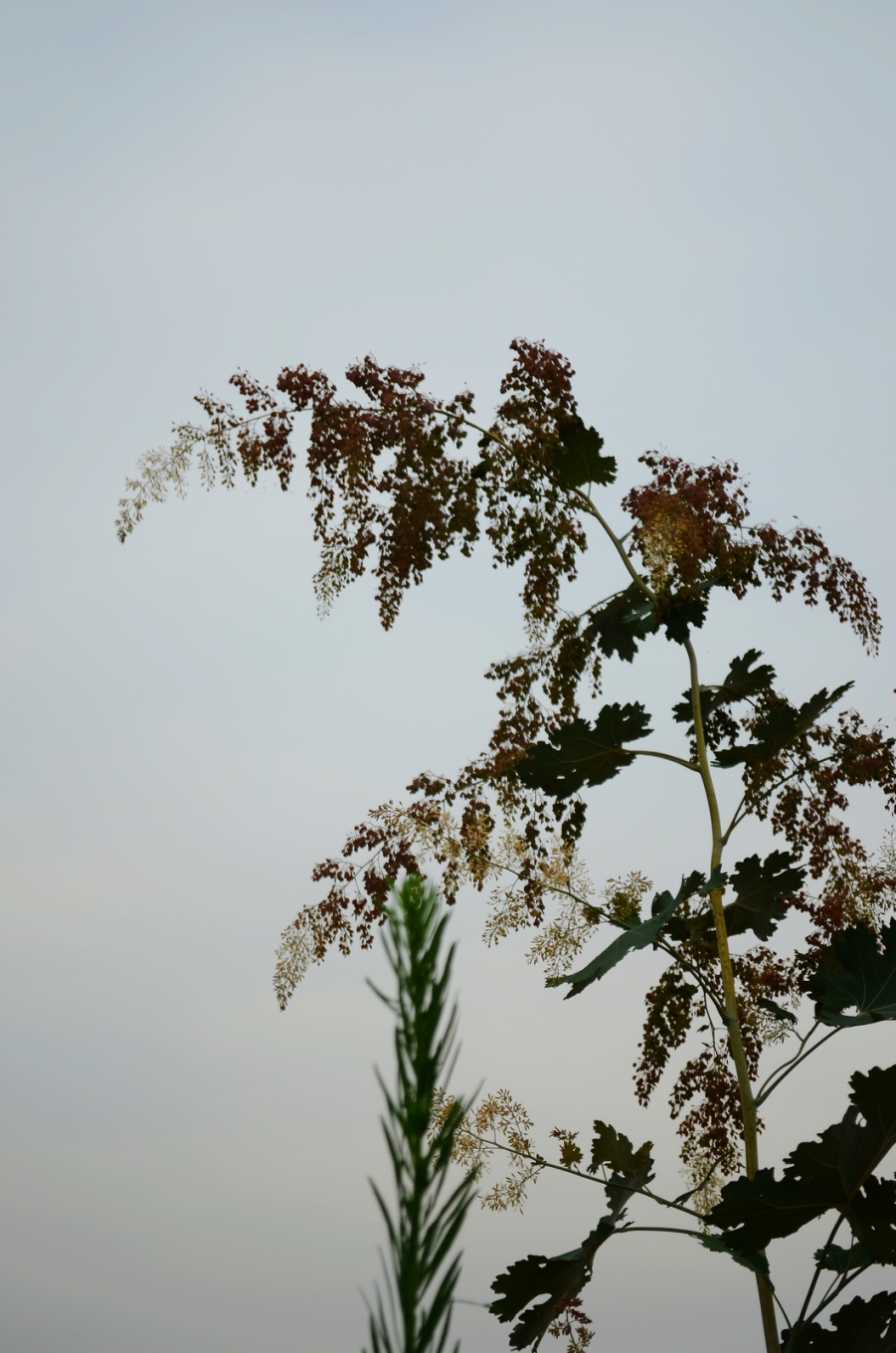DSC_3413.JPG