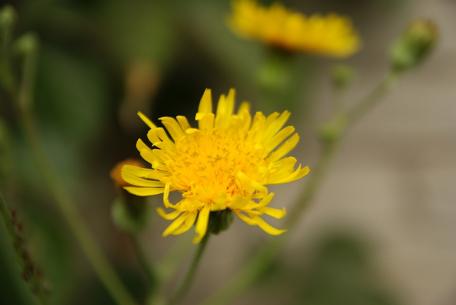 DSC04268.jpg