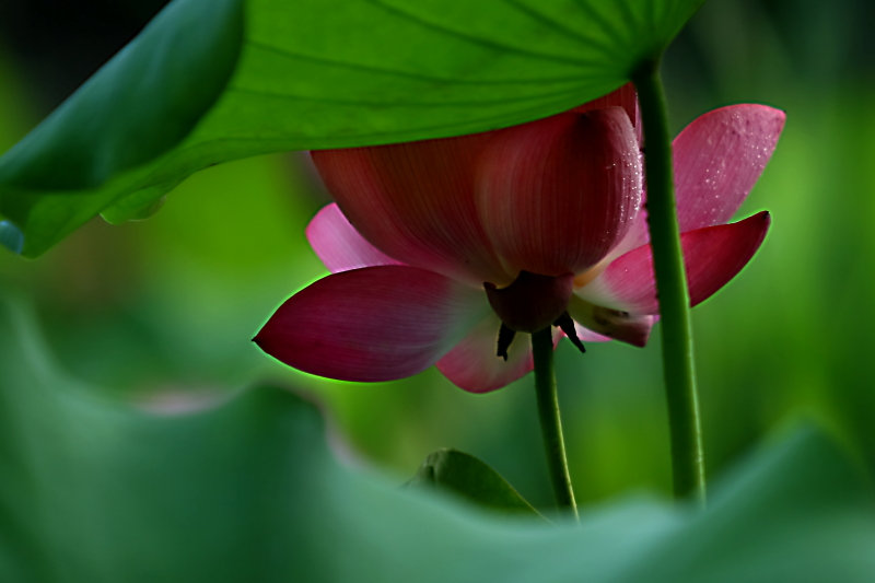 IMG_809501.JPG