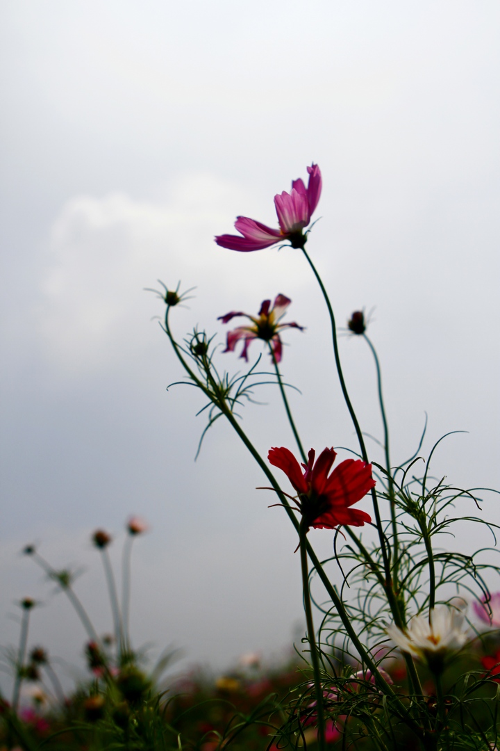 _MG_9401.JPG