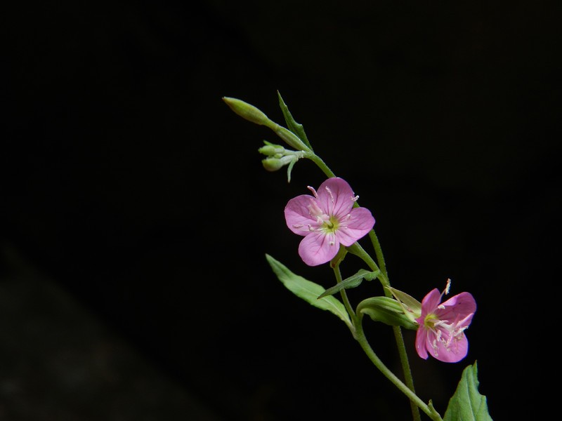 a17655099_s.jpg