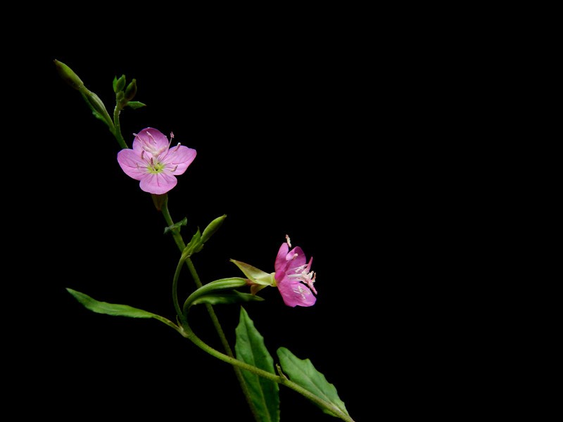 a17655084_s.jpg