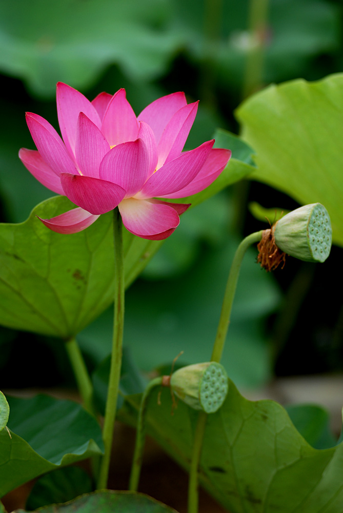 荷花. (32).jpg
