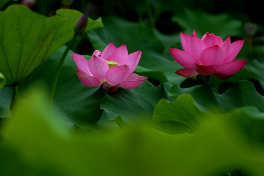 荷花. (39).jpg