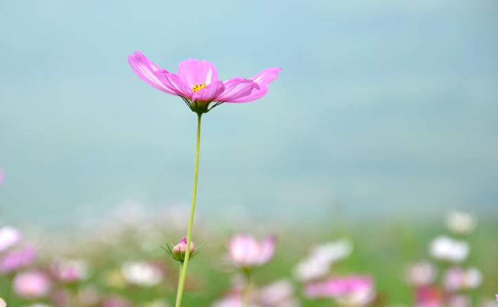 DSC_0207.JPG