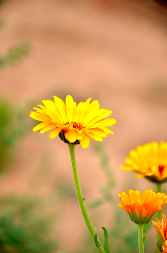 DSC_0285.JPG