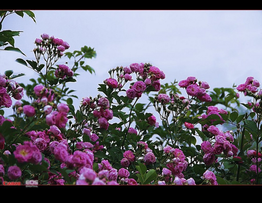 a17094755_01000.jpg