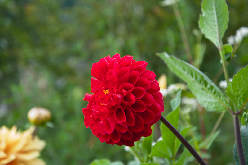 DSC_3658.jpg