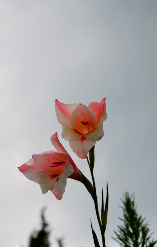 DSC_3667.jpg