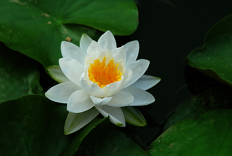 睡莲 (1).jpg