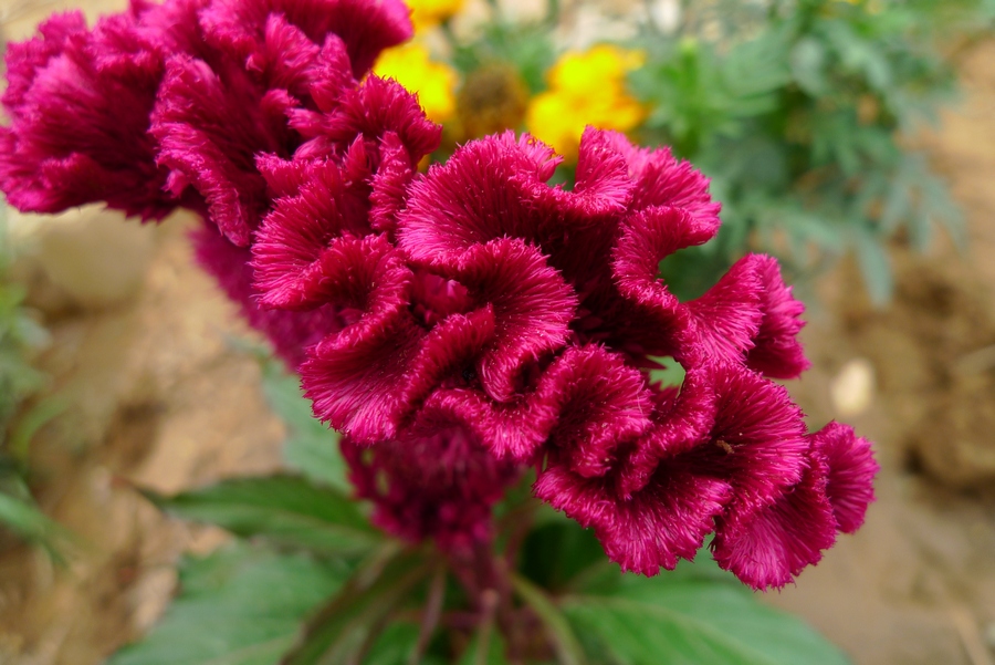 花草 (2).JPG