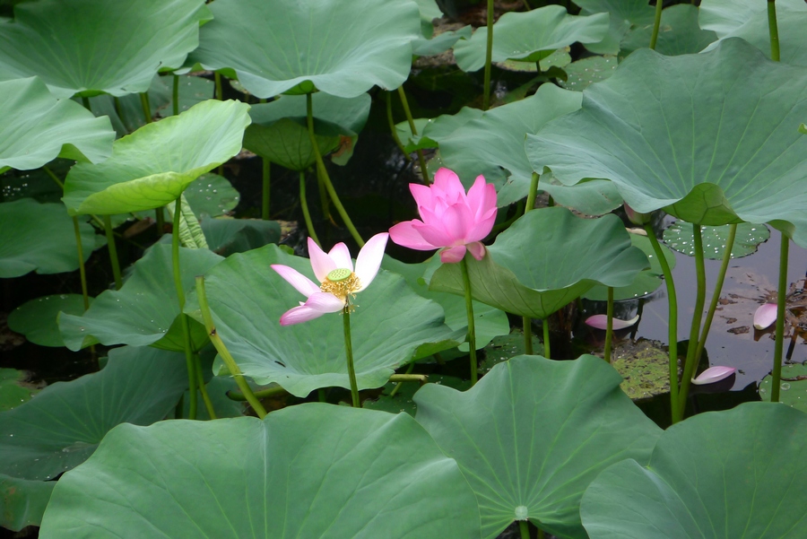 花草 (9).JPG
